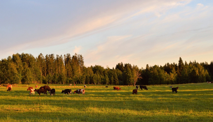 explore in saaremaa,places to explore in saaremaa,things to experience in saaremaa,saaremaa