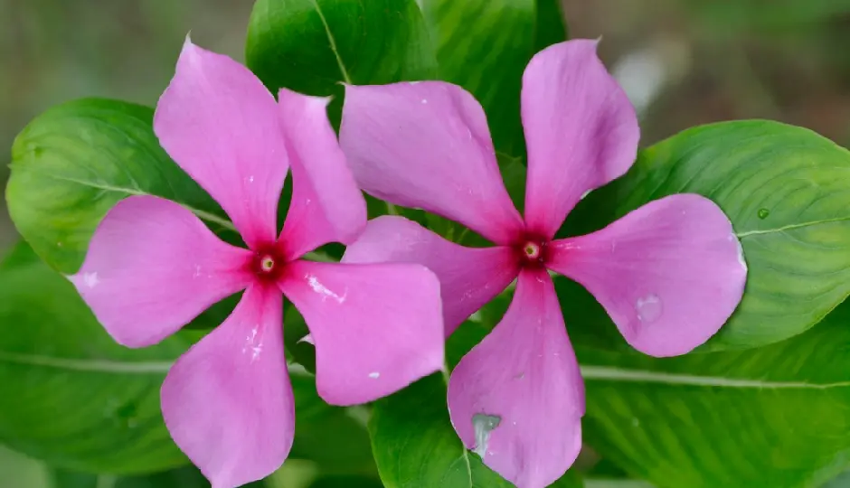 गर्मी में नाक से खून आने की समस्या से हैं परेशान? यह औषधीय पौधा दिलाएगा राहत, जानिए इसके 4 बड़े फायदे