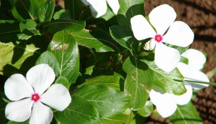 शुगर को रखना चाहते है कंट्रोल में तो इन जूस का नियमित करें सेवन, होगा फायदा diabetes,juice to control diabetes,healthy juice,juice for diabetes,Health,Health tips