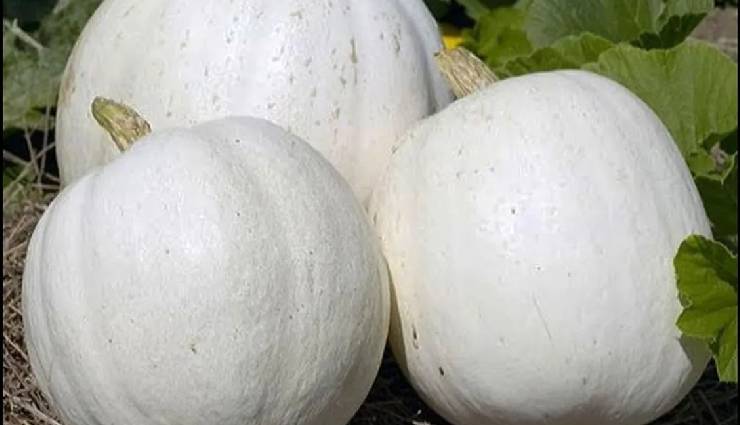 agra ka petha,agra ka petha ingredients,agra ka petha recipe,agra ka petha at home,agra ka petha sweet dish,agra ka petha tourist,tajmahal,kaddu,pumpkin