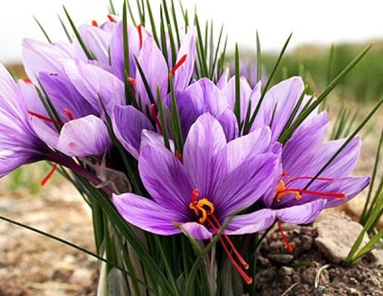 One Ingredient For Skin Whitening, Glowing Skin and Acne