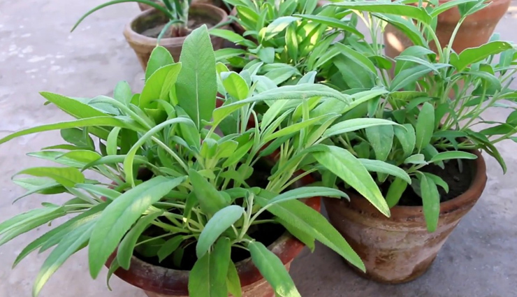 internal and external health benefits of sage,sage,Health tips,fitness tips,summer tips