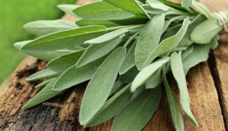 internal and external health benefits of sage,sage,Health tips,fitness tips,summer tips