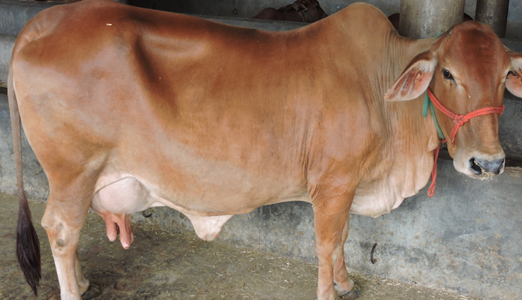 famous cow breeds in india,indian cow breeds,most popular cow breeds in india,famous cattle breeds of india,cow breeds in india and their characteristics,indigenous cow breeds of india,dairy cow breeds in india,cattle farming in india,famous indian cow breeds and their significance