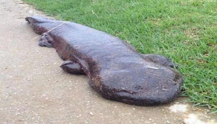 बिना कुछ खाए कई सालों तक जिंदा रह सकता हैं यह अजीबोगरीब जीव