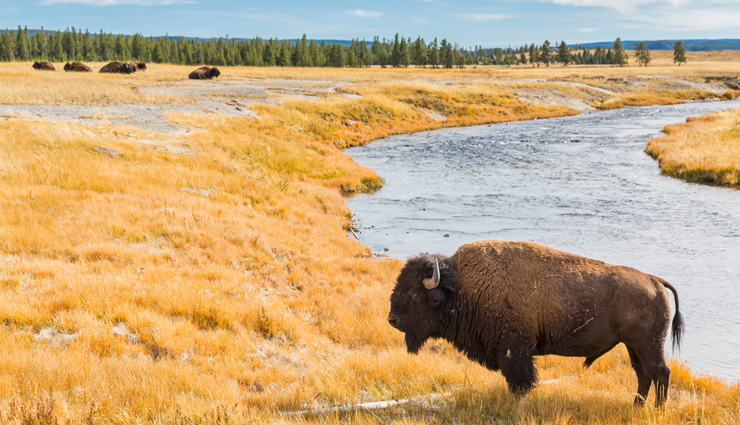 wildlife safaris,adventorus wildlife safari,north india,travel,tourism,india tourism,tourist places in india