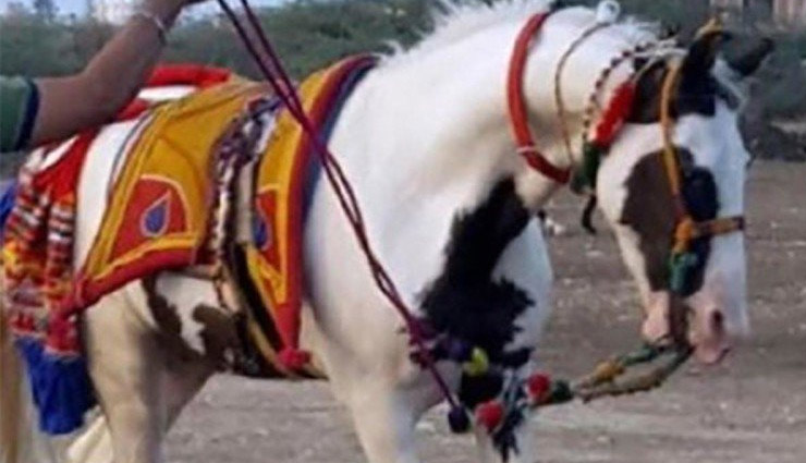 bollywood,Salman Khan,bollywood news,tiger zinda hai,race 3