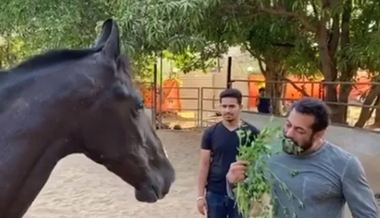 लॉकडाउन से परेशान हुए सलमान खान, नाश्ते में खाने लगे अपने घोड़े की घास, देखे वीडियो