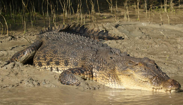 australian unique wildlife,bizarre wildlife australia,unusual animals down under,extraordinary wildlife of australia,quirky australian fauna,weird and exotic creatures australia,fascinating wildlife encounters,australias peculiar wildlife,strange animals of the land down under,astonishing australian fauna