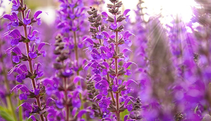 किडनी से जुड़ी समस्याएं पैदा कर सकता हैं बढ़ा हुआ क्रिएटिनिन, इन उपायों से करें इसे कम home remedies to reduce creatinine,healthy living,Health tips