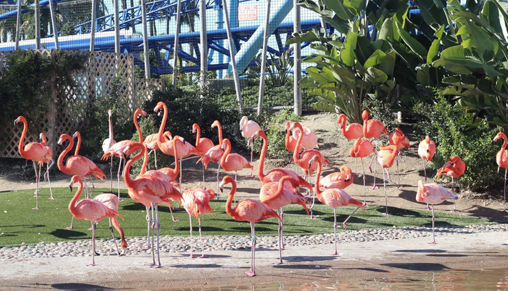 san diego,places to visit in san diego,tourist attraction in san diego,balboa park,surfing,belmont park,san diego zoo,uss midway museum and san diego air and space museum,old town