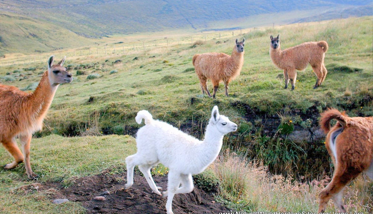 ecuador,tourist spots in ecuador,ecuador travel,holidays in ecuador,travel tips,travel guide