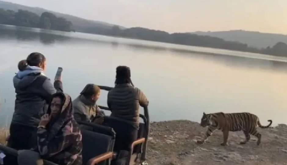 रणथंभौर में साइना नेहवाल की गाड़ी के बेहद करीब पहुंचा बाघ, आगे जो हुआ जानकर रह जाएंगे दंग