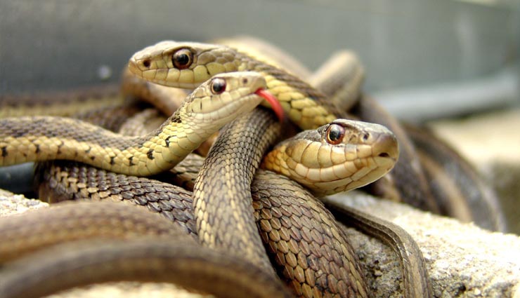 साँपों के बारे में मजेदार तथ्य और जानकारी amazing facts about snakes,weird story,amazing story