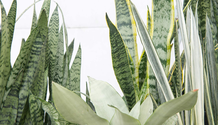 plants to rule the indoor garden,indoor garden,plants for indoor garden,household tips,home decor tips