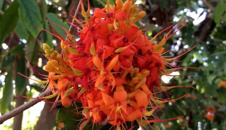 herbs and spices for pcos management,natural remedies for pcos and health issues,managing pcos with herbs and spices,benefits of herbs and spices for health issues,herbal remedies for pcos and other health conditions,spices for hormonal balance and wellness,pcos-friendly herbs and spices,herbal solutions for women health concerns,holistic approach to managing pcos and other health problems,incorporating herbs and spices in your health routine