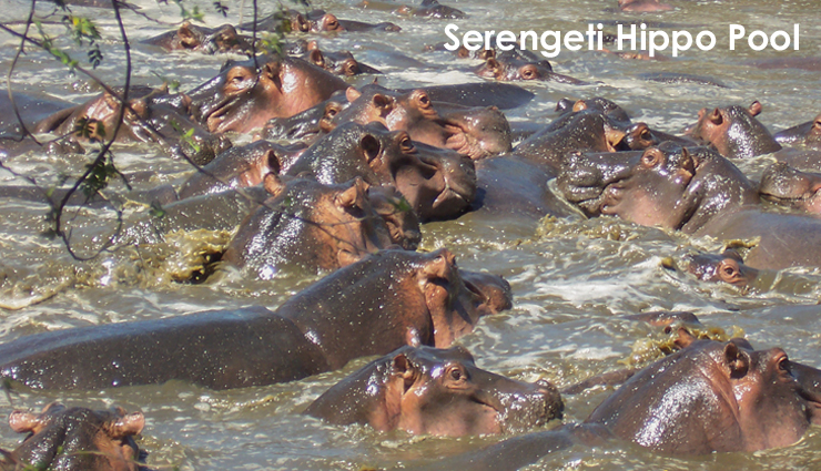 tanzania,attractions in tanzania,tanzania travel,tourist places in tanzania,lake manyara,matema beach,the big five,prison island,mount meru,house of wonders,serengeti hippo pool,arusha cultural heritage centre,the annual wildebeest migration,jozani forest,travel,holidays