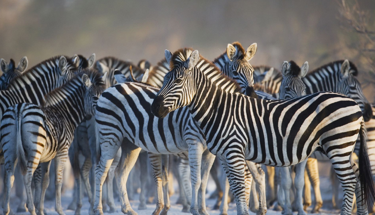 wildlife safaris,adventorus wildlife safari,north india,travel,tourism,india tourism,tourist places in india