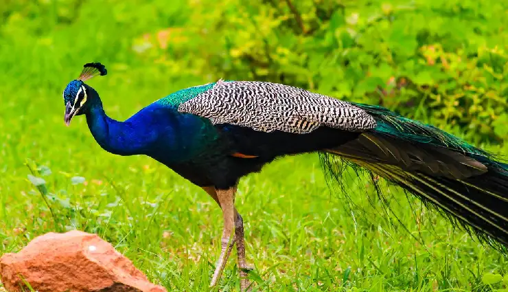 india national parks,top national parks in india,ranthambore national park,jim corbett national park,kaziranga national park,bandhavgarh national park,periyar national park,keibul lamjao national park,indian wildlife,biodiversity conservation,india travel destinations,nature tourism india,adventure in india,forest reserves india,eco-tourism india