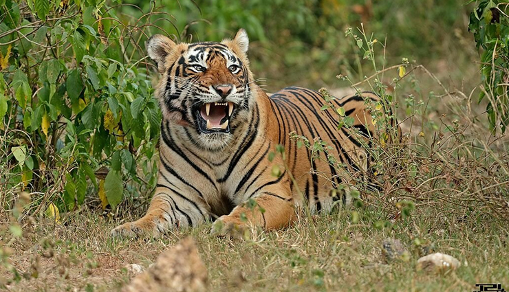 10 wildlife sanctuaries near jaipur,wildlife sanctuaries near jaipur,best wildlife parks near jaipur,ranthambore national park,sariska tiger reserve,keoladeo national park,ramgarh vishdhari wildlife sanctuary,jhalana safari park,nahargarh biological park,jamwa ramgarh wildlife sanctuary,keladevi wildlife sanctuary,tal chhapar wildlife sanctuary,desert national park,jaipur nature destinations,wildlife experiences near jaipur,wildlife tourism rajasthan