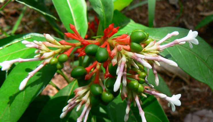 ayurvedic remedy for improved sleep,natural sleep aids in ayurveda,ayurvedic herbs for better sleep,sleep-enhancing ayurvedic solutions,holistic approach to better sleep,ayurvedic practices for quality sleep,herbs for ayurvedic sleep therapy,promoting restful sleep with ayurveda,ayurvedic tips for a good night sleep,ancient wisdom for better sleep in ayurveda