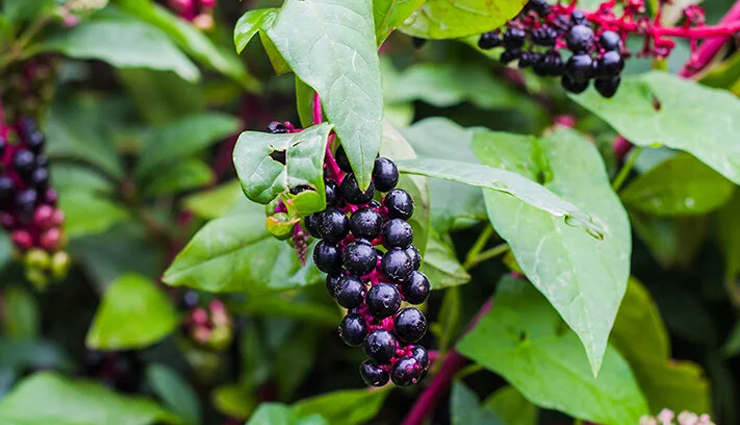 10 Proven Health Benefits of Sarsaparilla