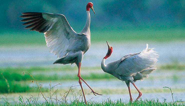 tallest flying bird,sarus crane,places to spot sarus crane in india,uttar pradesh,keoladeo national park,rajasthan,sultanpur national park,haryana,thol bird sanctuary,gujarat,pong dam,himachal pradesh