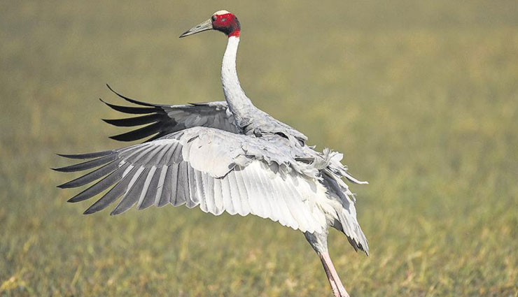 5 Places To Spot Tallest Flying Bird, Sarus Crane in India