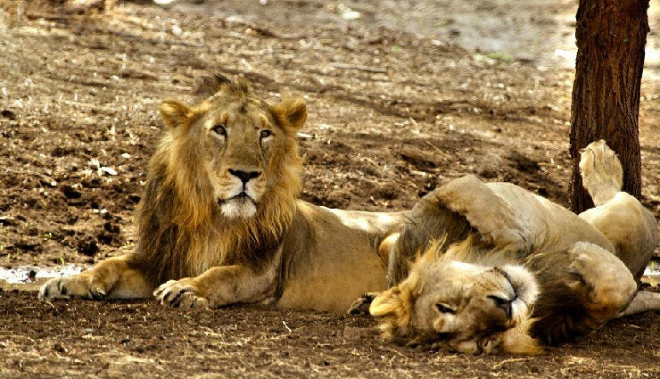 gujarat tourist attractions,must-visit places in gujarat,famous landmarks in gujarat,gujarat travel destinations,top tourist spots in gujarat,historical sites in gujarat,gujarat sightseeing guide,popular places to visit in gujarat,gujarat tourism highlights,iconic landmarks of gujarat