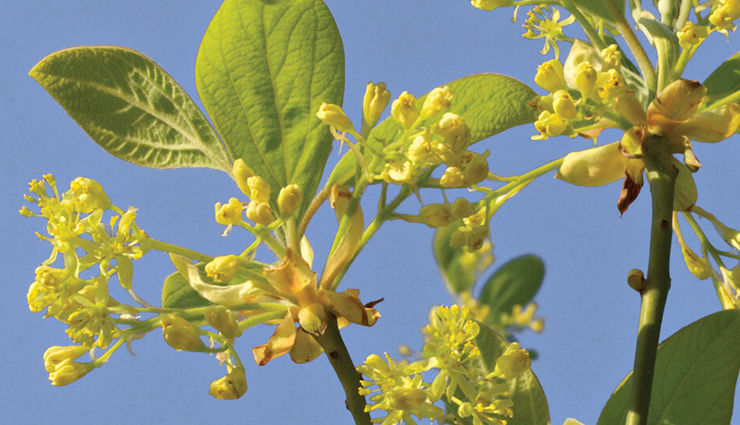 6 Well Known Health Benefits of Sassafras
