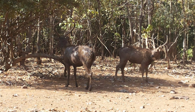 silvassa attractions,silvassa tourist spots,silvassa sightseeing,dudhni lake activities,vangana lake garden silvassa,island garden silvassa,swaminarayan temple silvassa,tribal cultural museum silvassa,our lady of piety church silvassa,dadra park activities,hirwa van gardens silvassa,satmalia deer sanctuary,lion safari wildlife park,dudhni lake water sports,dudhni lake sunset view,vangana lake garden boating,island garden paddle boat rides,swaminarayan temple architecture,tribal cultural museum exhibits,our lady of piety church architecture,dadra park nature walks,hirwa van gardens picturesque landscapes