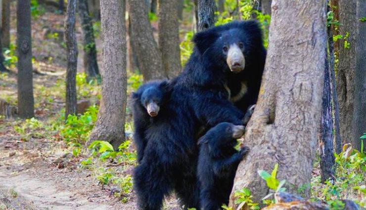 jungle,jungle safari,best jungle safari,best jungle safari to visit,travel,holidays,travel guide