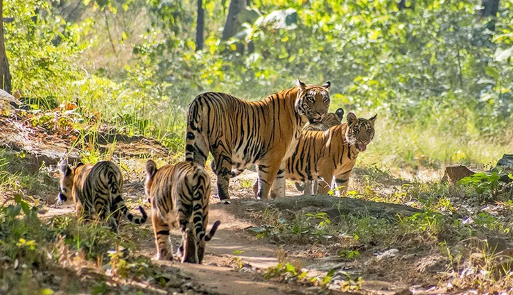 national parks in india,jungle safari in india,wildlife sanctuaries in india,best national parks for jungle safari,wildlife tourism in india,top wildlife destinations in india,best national parks for wildlife photography,bird watching in national parks of india,jeep safari in indian national parks,wildlife adventure in india