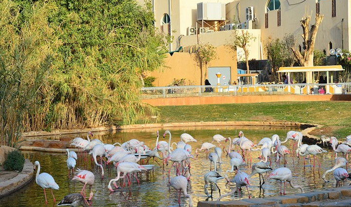 saudi arabia tourism,adventure travel saudi arabia,scenic destinations saudi arabia,saudi arabia travel guide,tourist attractions saudi arabia,explore saudi arabia,travel adventures saudi arabia,holiday destinations saudi arabia,saudi arabia sightseeing,cultural experiences saudi arabia,hidden gems saudi arabia,saudi arabia vacation spots,outdoor adventures saudi arabia,historic landmarks saudi arabia,natural wonders saudi arabia