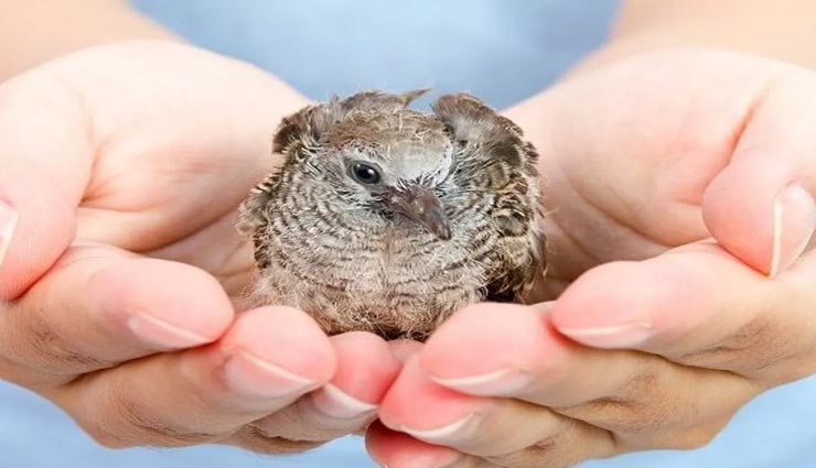 ghaziabad,weird flat,bird flat,multi flat for birds