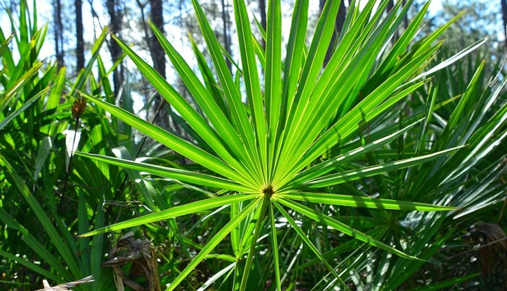 herbs for hair growth,natural remedies for hair loss,promote hair growth naturally,herbal treatments for hair loss,ayurvedic herbs for hair growth,essential oils for hair growth,natural supplements for hair growth,holistic remedies for hair loss,natural ingredients for hair growth,herbal hair care products