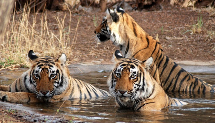 national parks you can visit in rajasthan,rajasthan tourism,rajasthan travel