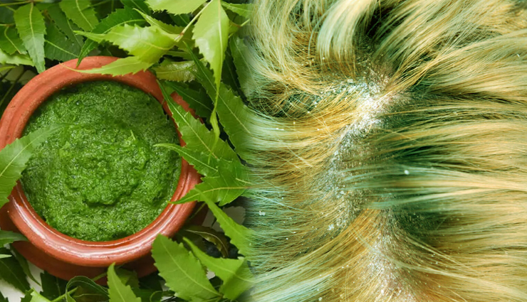 neem leaves,neem leaves beauty benefits,beauty benefits of neem leaves,neem,neem benefits,neem beauty benefits,beauty,beauty tips