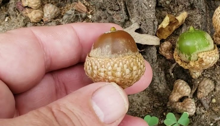 acorn types and varieties,different kinds of acorns to recognize,acorn classifications and species,acorn diversity: types to be aware of,identifying various acorn variations,acorn kinds and their characteristics,understanding acorn diversity and types,types of acorns to familiarize with,exploring acorn varieties and classifications,different acorn species and their traits