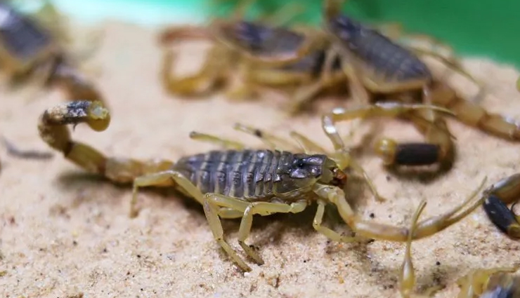 एक गांव ऐसा जहां रंगों से नहीं बिच्छुओं से खेली जाती है होली, लोग एक दूसरे पर फेंकते हैं बिच्छू 