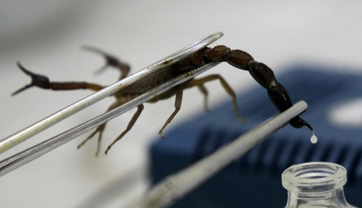 egypt,fortune,scorpion,scorpion king,weird news