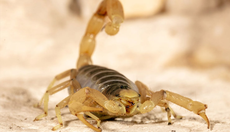 egypt,fortune,scorpion,scorpion king,weird news