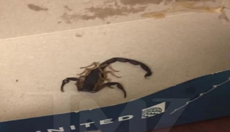 हवाई जहाज के अंदर महिला की पैंट में घुसा बिच्छू, फिर जो हुआ जान सहम उठेंगे आप