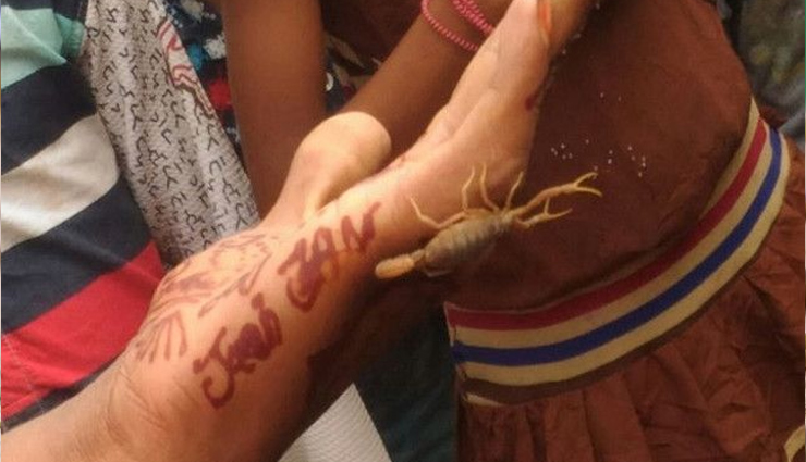 holi,holi 2021,holi celebration,scorpion,weird news