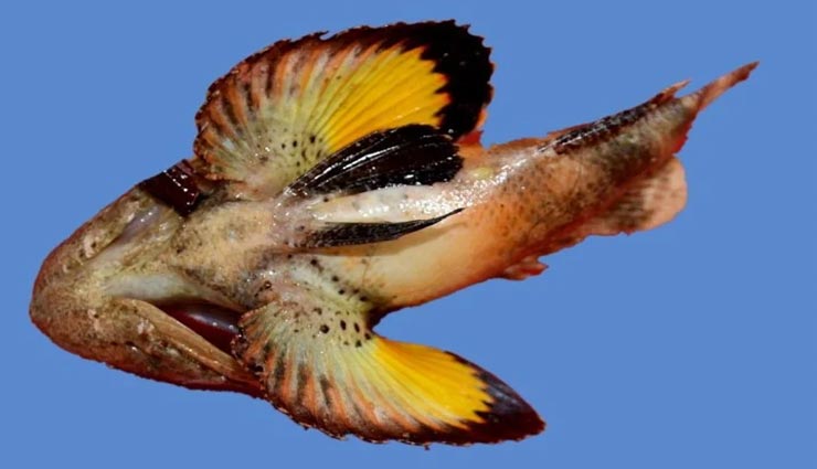 अनोखी मछली जिसका जहर हैं जानलेवा, गिरगिट की तरह बदलती है रंग