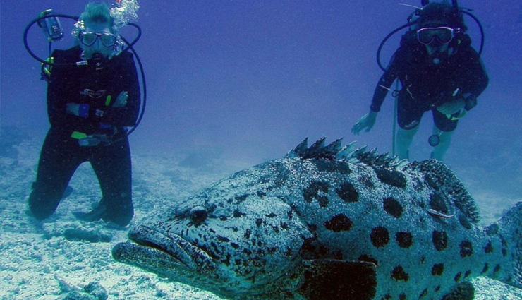 honeymoon trip to andaman,honeymoon tips,travel,holidays