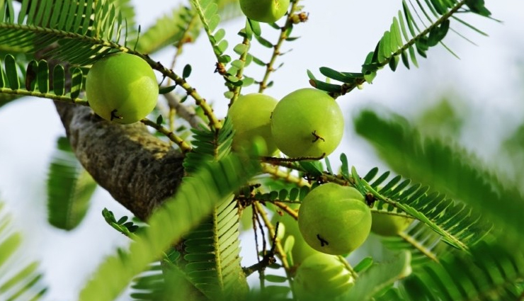 scurvy,home remedies for scurvy,home remedies,Health tips,fitness tips