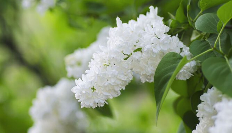 scurvy,home remedies for scurvy,home remedies,Health tips,fitness tips