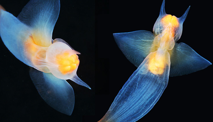 have you seen these 10 amazing transparent animals,unique animals in the world,transparent animals in the world,amazing animals in the world,must see animals in the world