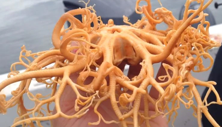  समुद्र से निकले इस जीव को देखकर सब हैरान, देखे वीडियो